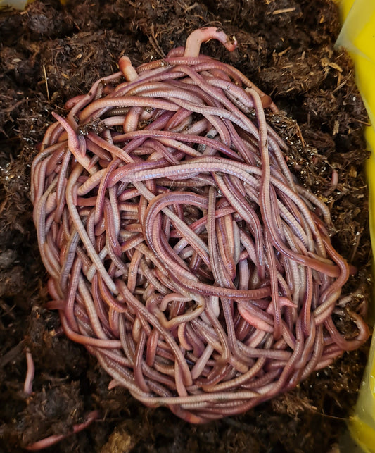 Products – Rural Earthworms